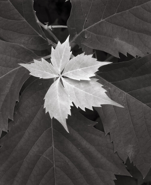 Young Spring Leaves