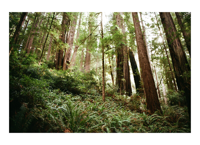 Towering redwood trees rise through a dense forest canopy with lush green understory vegetation in dappled sunlight.