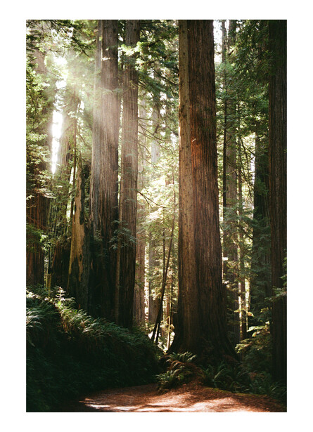 Sunlight streams through towering redwood trees lining a forest path.