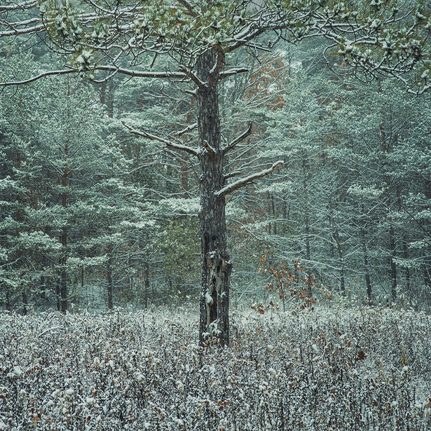 Bare tree standing in a snow-covered meadow surrounded by evergreen forest during winter.