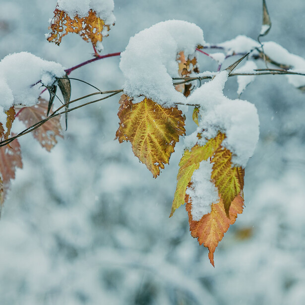 Frost-covered autumn leaves in yellow and orange tones clinging to dark branches against a soft, blurred winter sky.