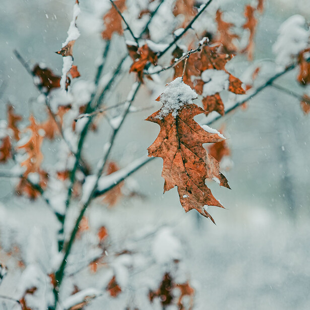 Frost-covered oak leaves hanging from branches against a gray winter sky.