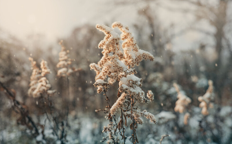 Frost-covered dried plant stems in sharp focus with snow-dusted evergreens blurred in the background.