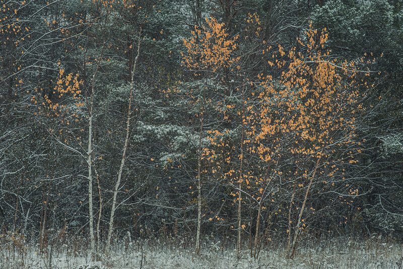 Forest treeline in winter with golden foliage contrasting dark evergreens and snow-covered ground.