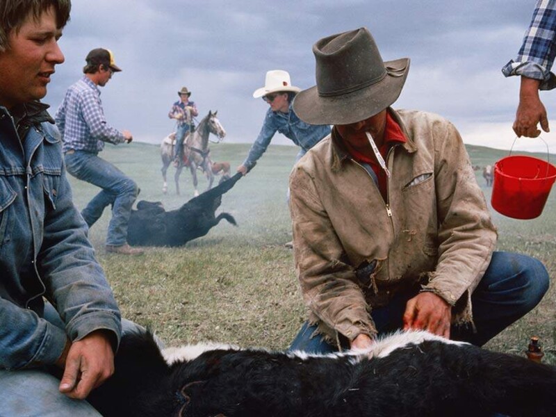Cowboys branding cattle at an outdoor ranch, with handlers working on a roped calf.