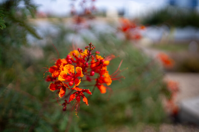 Vibrant red and orange clustered flowers in sharp focus with blurred garden background.
