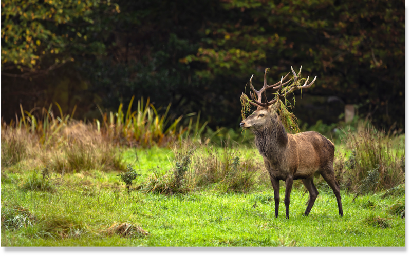 Male deer with large antlers standing in a grassy meadow with forest backdrop.
