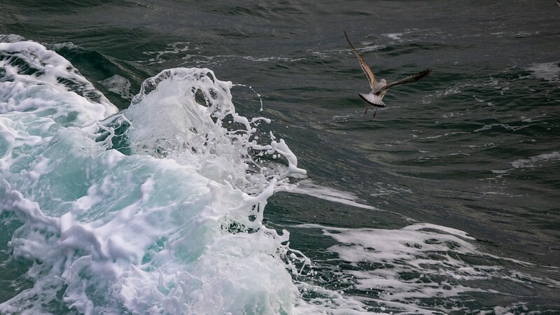 Seabird diving toward turbulent ocean waves with white foam and spray.