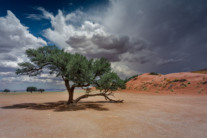 A lone tree in the Namibian desert with a dramatic sky.