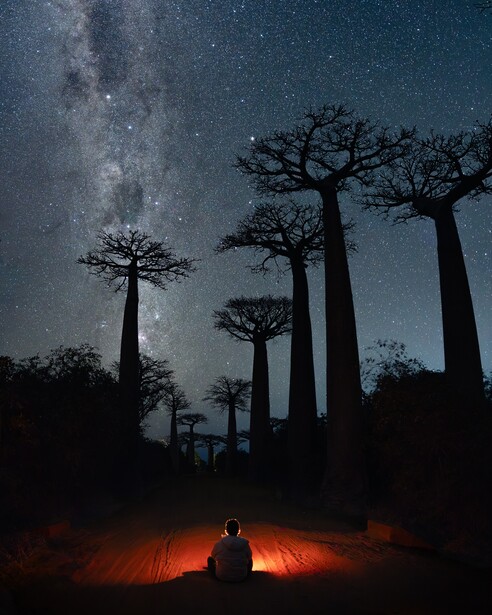 The towering baobab trees of Madagascar, with a human element for true scale.