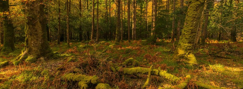 Dense forest with tall conifers, moss-covered logs, and golden sunlight filtering through the canopy.