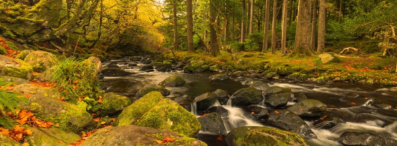 Forest stream flowing over moss-covered rocks beneath towering evergreen trees in autumn.