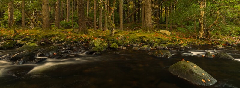 Forest stream with moss-covered rocks and boulders flowing through a coniferous woodland.