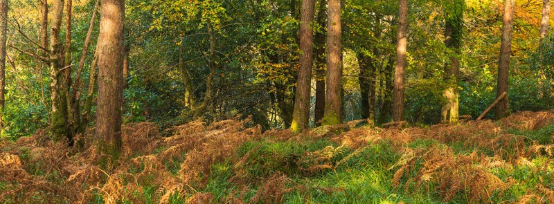 Sunlit forest with tall trees and golden fern-covered ground in autumn.