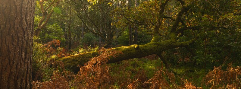 Moss-covered fallen tree branch in a sunlit forest with evergreen trees in the background.