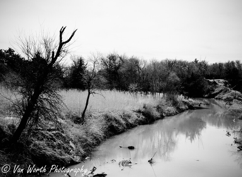 Bare tree leaning over still water in a winter landscape rendered in black and white.