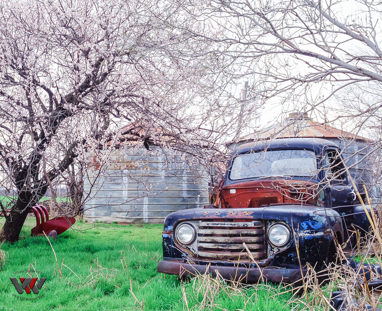 Abandoned red and blue pickup truck among bare trees and overgrown grass in rural setting.