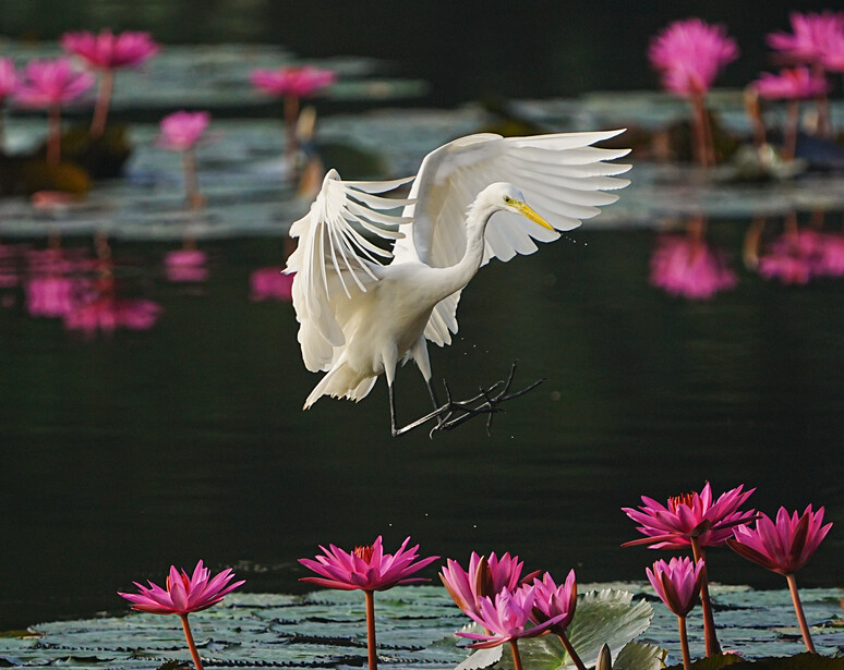 White egret in flight with wings spread above pink water lilies in a dark pond.