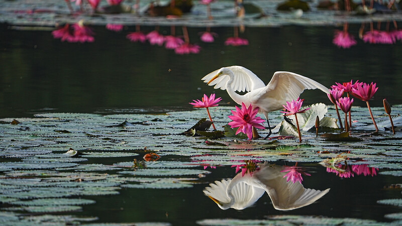 White bird with wings spread landing among pink water lilies with mirror reflections.