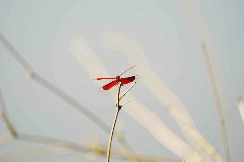 Red dragonfly perched on a thin stem with blurred pale vegetation in the background.