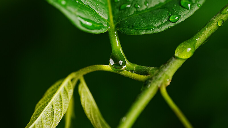 Water droplets clinging to green plant stems and leaves against a dark green background.