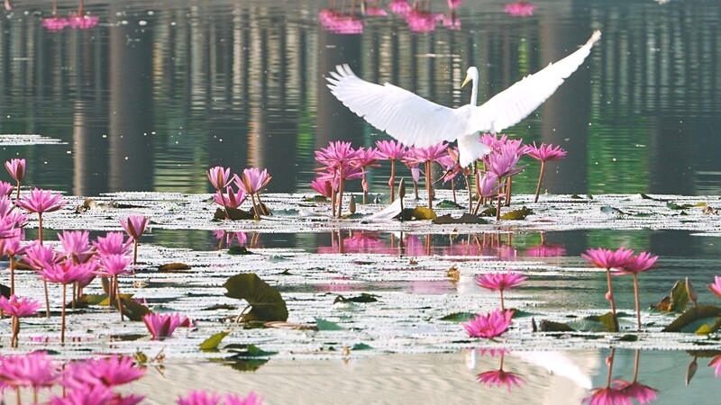 White bird in flight over pink water lilies and green lily pads in a still pond.
