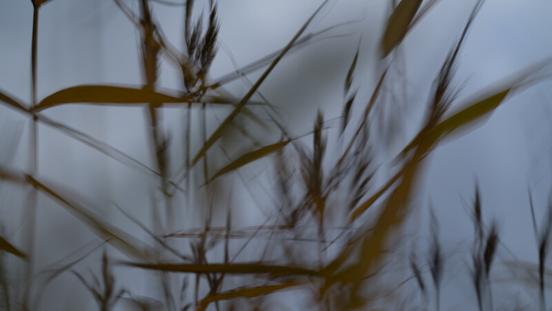 Dried ornamental grass stems with feathery seed heads caught in motion blur against a soft gray background.