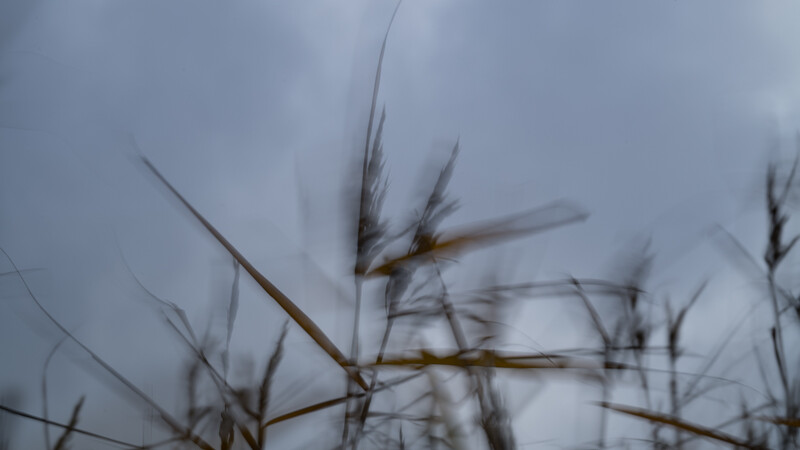 Dried grain stalks with seed heads in sharp focus against a soft, overcast sky.