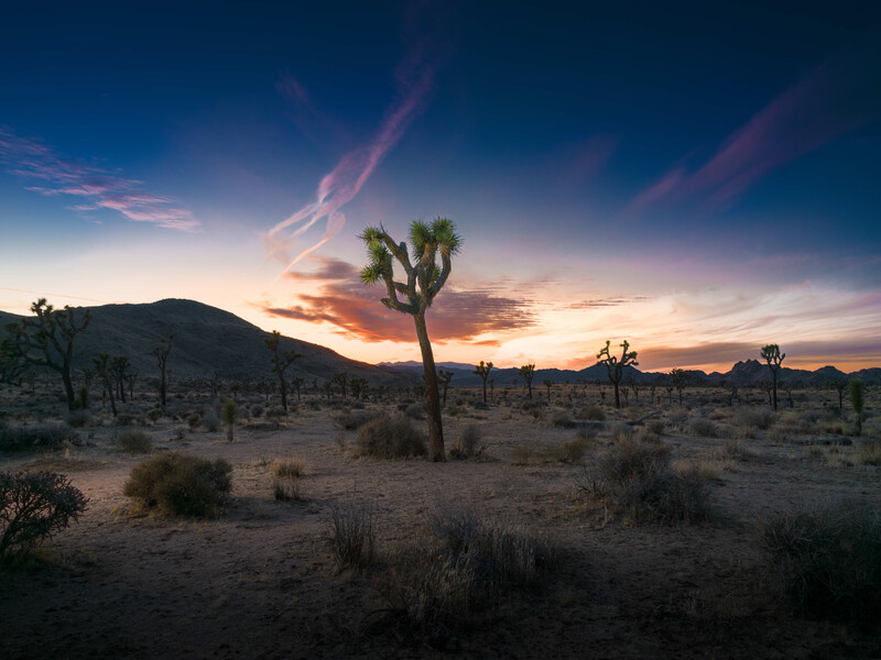 Joshua trees scattered across a desert landscape beneath a dramatic sunset sky with pink and purple clouds.