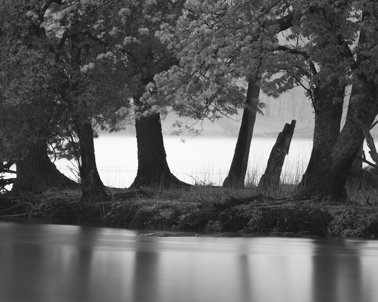 Black and white long exposure photo of tree trunks next to water