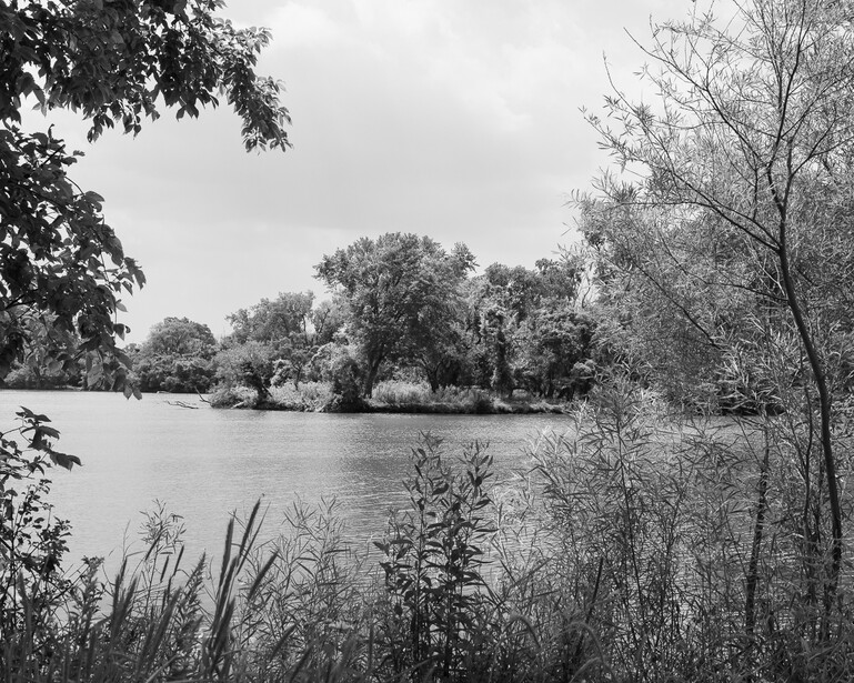Black and white photograph of trees around water