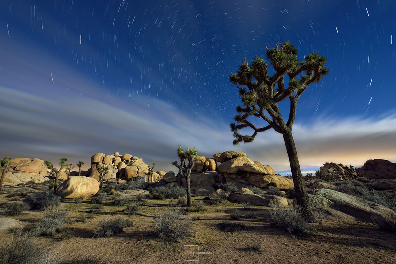 Joshua tree silhouetted against star trails and moonlit sky over desert boulders.