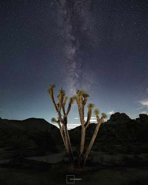 Joshua tree silhouetted against the Milky Way galaxy in a night sky.
