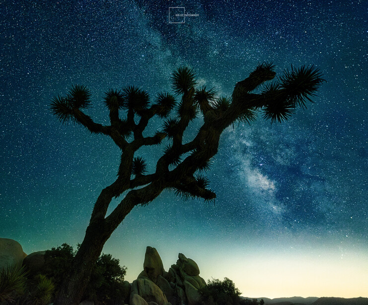 Joshua tree silhouetted against starry night sky and Milky Way galaxy.