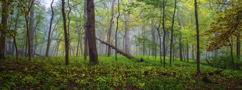Misty forest with tall trees and thick green undergrowth beneath a canopy of spring foliage.