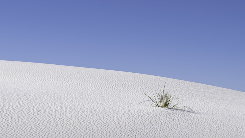Single tuft of green desert grass sprouting from white sand dune against clear blue sky.