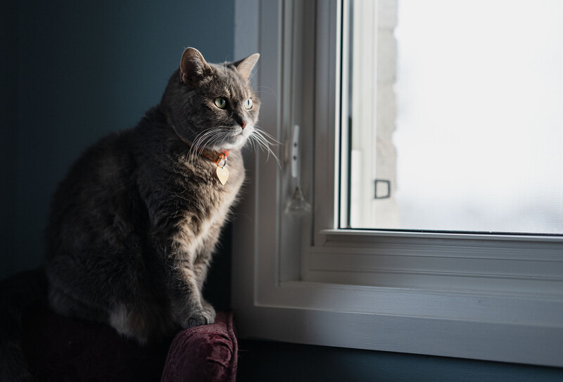 Tabby cat sitting on a windowsill, looking toward a window with natural light streaming in.