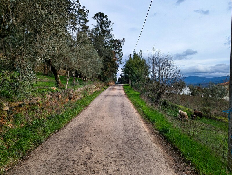 A lane way with sheep and trees