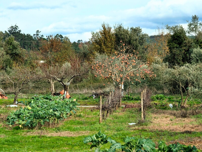 A field of vines, trees and grass