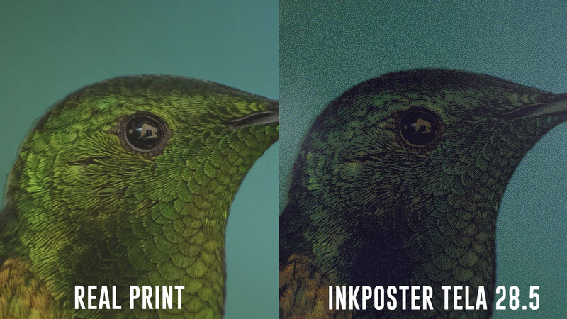 Side-by-side comparison of a green hummingbird's head showing color differences between a real print and Inkposter Tela 28.5 reproduction.