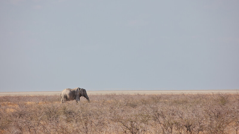 A photograph of a solitary elephant walking through the open planes of Etosha National Park