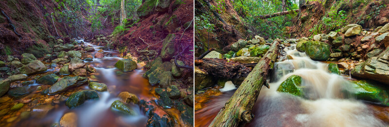 Tripod height comparisons for forest photography with a running stream of water