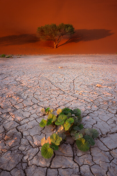 A small plant in the Namibian Desert.