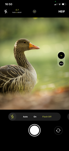 Goose in profile with blurred green background, shallow depth of field.