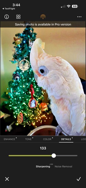 White cockatoo examining a miniature decorated Christmas tree ornament.