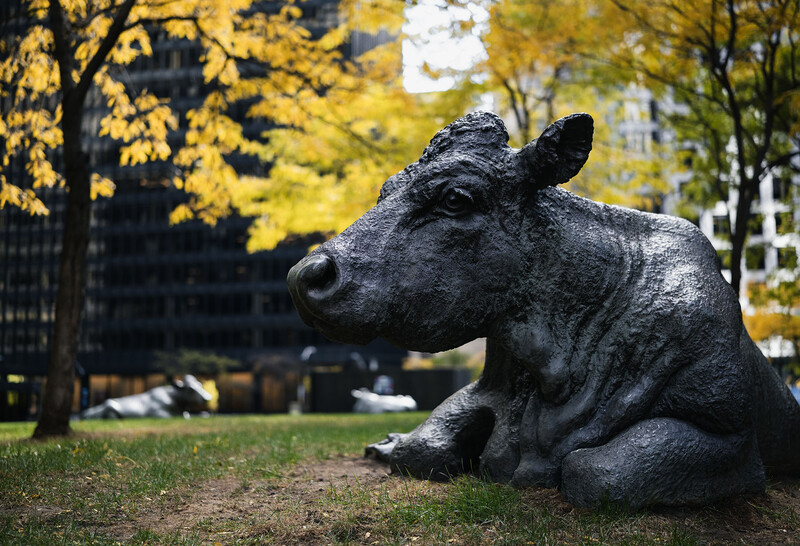Dark cast iron sculpture of a resting cow on grass with autumn foliage in the background.