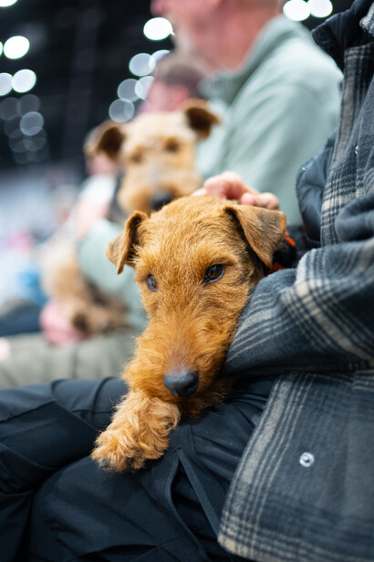 Dog being pet by owner