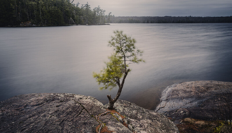 Solitary pine tree growing from rocky outcrop beside still lake surrounded by evergreen forest.