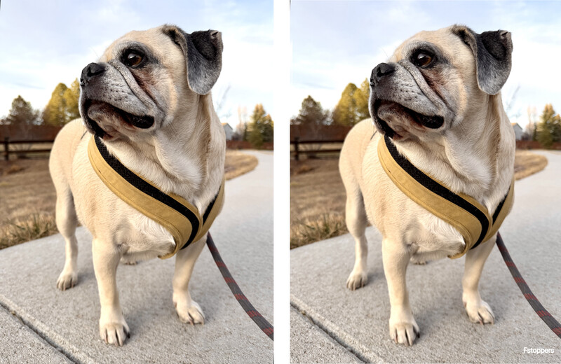 Cream-colored dog with black harness on paved road, appearing to smile at camera.