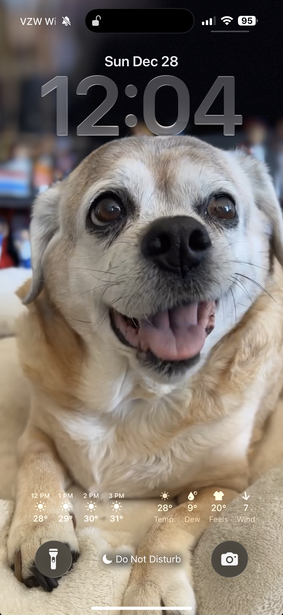 Close-up portrait of a yellow Labrador with mouth open in a friendly smile, against a blurred outdoor background.